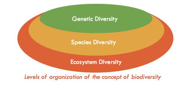 What Is Biodiversity 