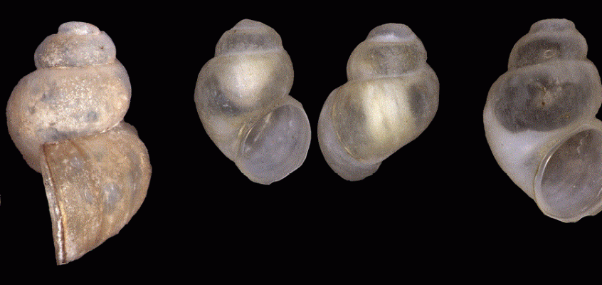 New species of aquatic snail discovered from Haa