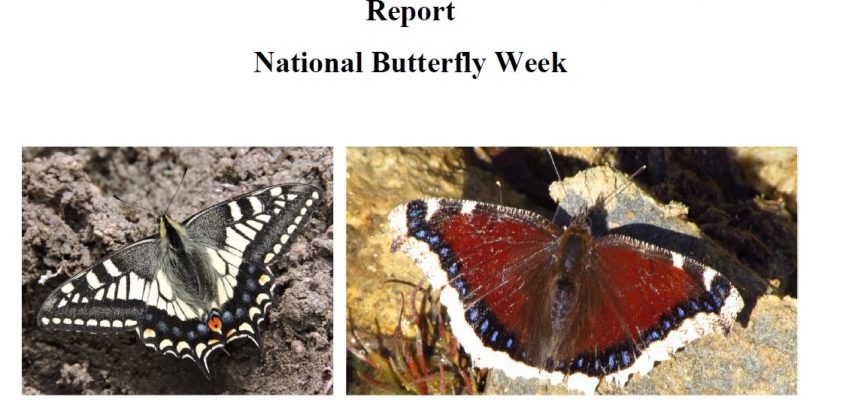 National Butterfly Week Report