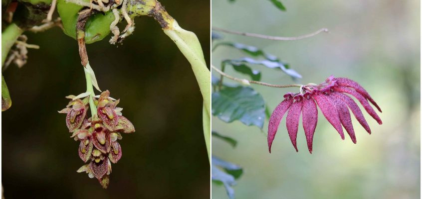 Two new species of orchids  described from Bhutan