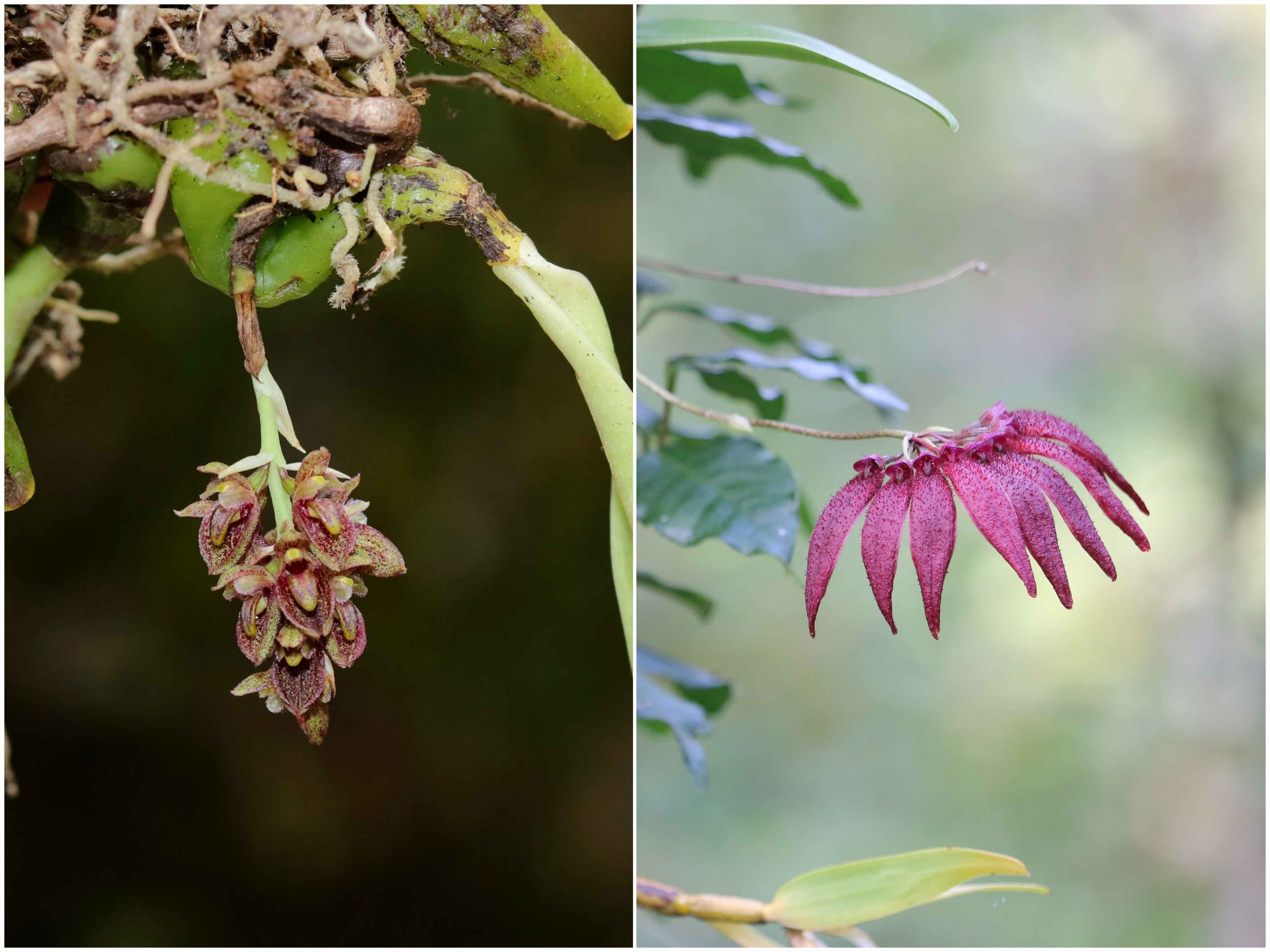 Two new species of orchids  described from Bhutan