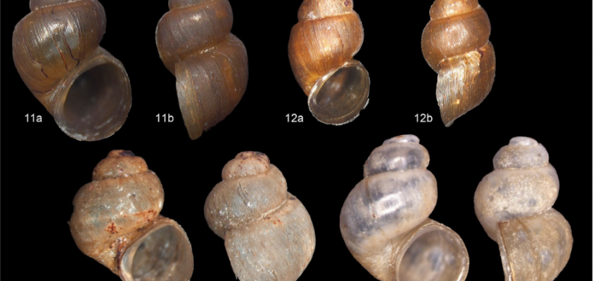 Two new species of aquatic snails discovered from Thimphu