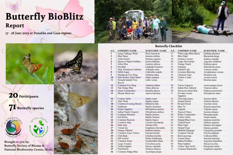 report-butterfly-poster-min